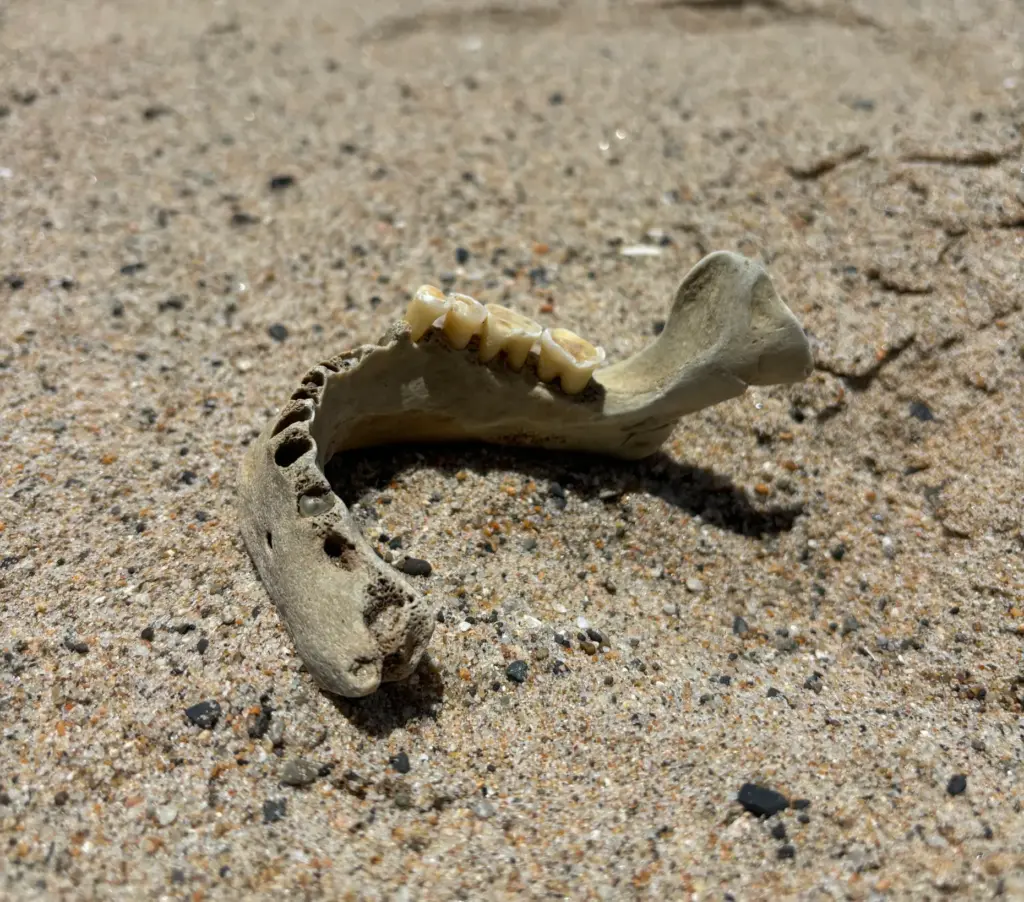 Kathline Kinnison was walking along the sand in San Clemente...