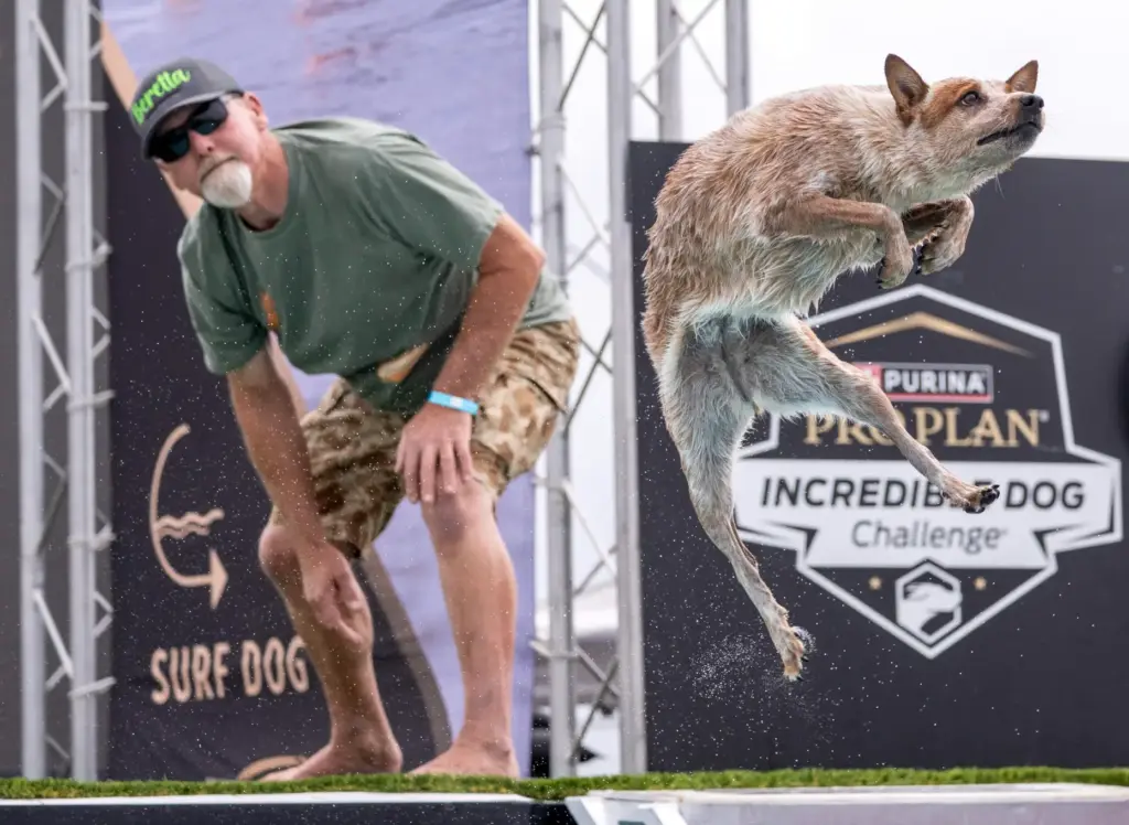 Vit Kruml of Alta Loma watches as his dog, Beretta,...