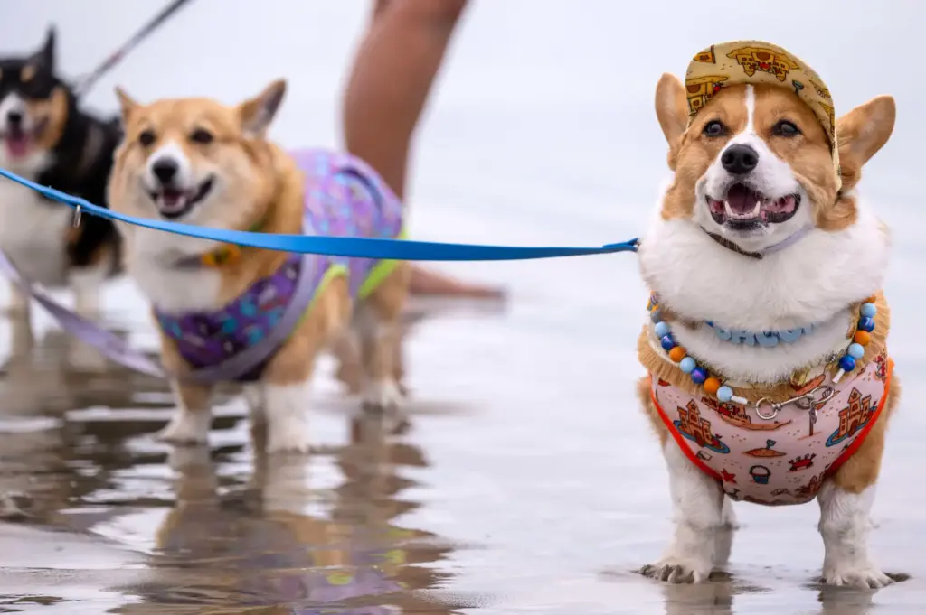 Bacon, a six-year-old corgi, watches as other dogs compete in...