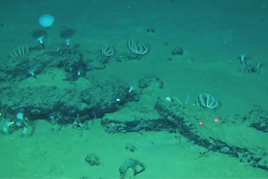 Whale remains on the seafloor that have become home to large communities of marine life.