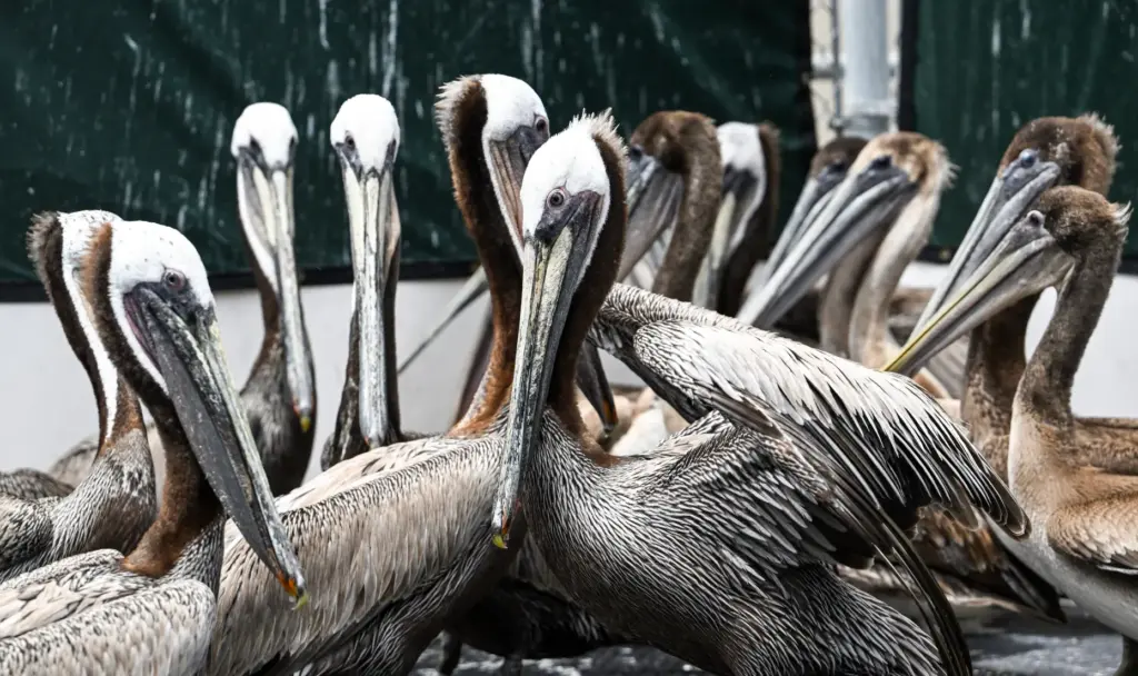 Brown pelicans at the Wetlands and Wildlife Care Center in...