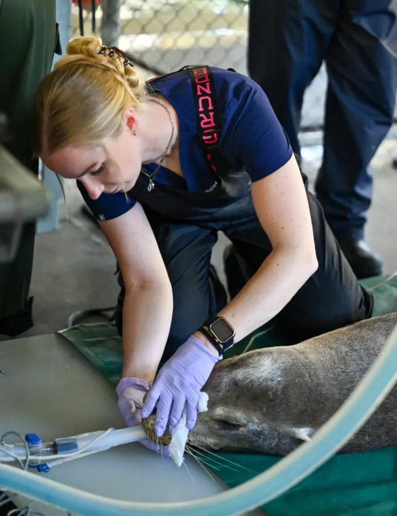 Veterinary assistant Malena Berndt examines Panama, a sick adult sea...