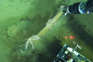 Scientists discover a deep whale graveyard that is teeming with life