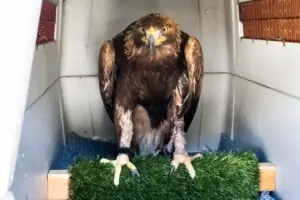 OC Bird of Prey Center hopes to add large enclosure to give more raptors flight