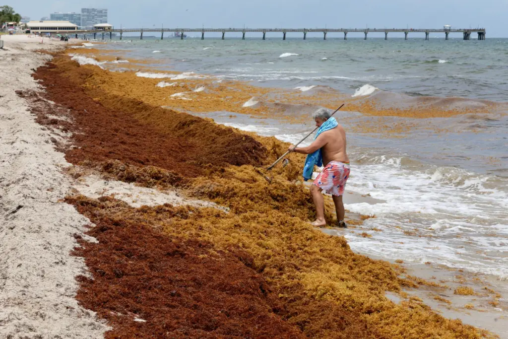 Enrique Eney uses a rake to help clear a path through the sargassum seaweed into the ocean on Tuesday, June 9, 2026. He said he was clearing the path to make it easier for his husband and his neighbors to access the water. (Mike Stocker/South Florida Sun Sentinel)