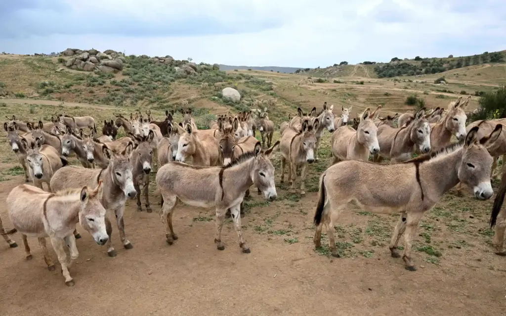 Some of the hundreds of burros gather near a hilltop...