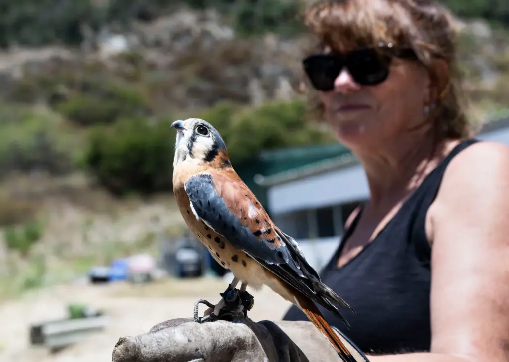 Orange County Bird of Prey Center Director of Administration Joanne...