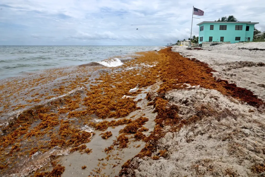 Waves of sargassum seaweed wash ashore on Hollywood Beach on...