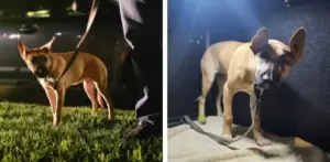 California lawmakers consider a bill to fast-track adoptions for abused animals