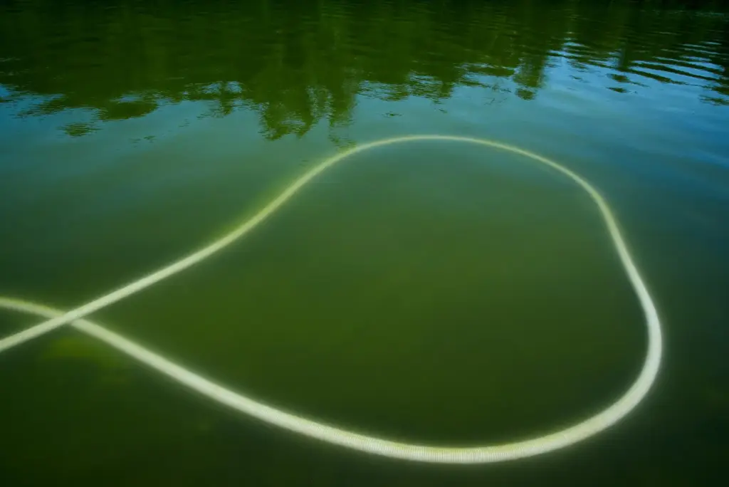 A tube is seen submerged in green water at the...