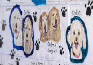 Costa Mesa selects WAGS as animal services provider after parting ways with Priceless Pets