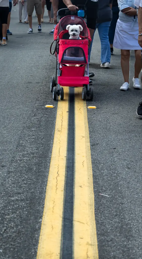 Teddy cruises through the Brea Father’s Day Car Show in...