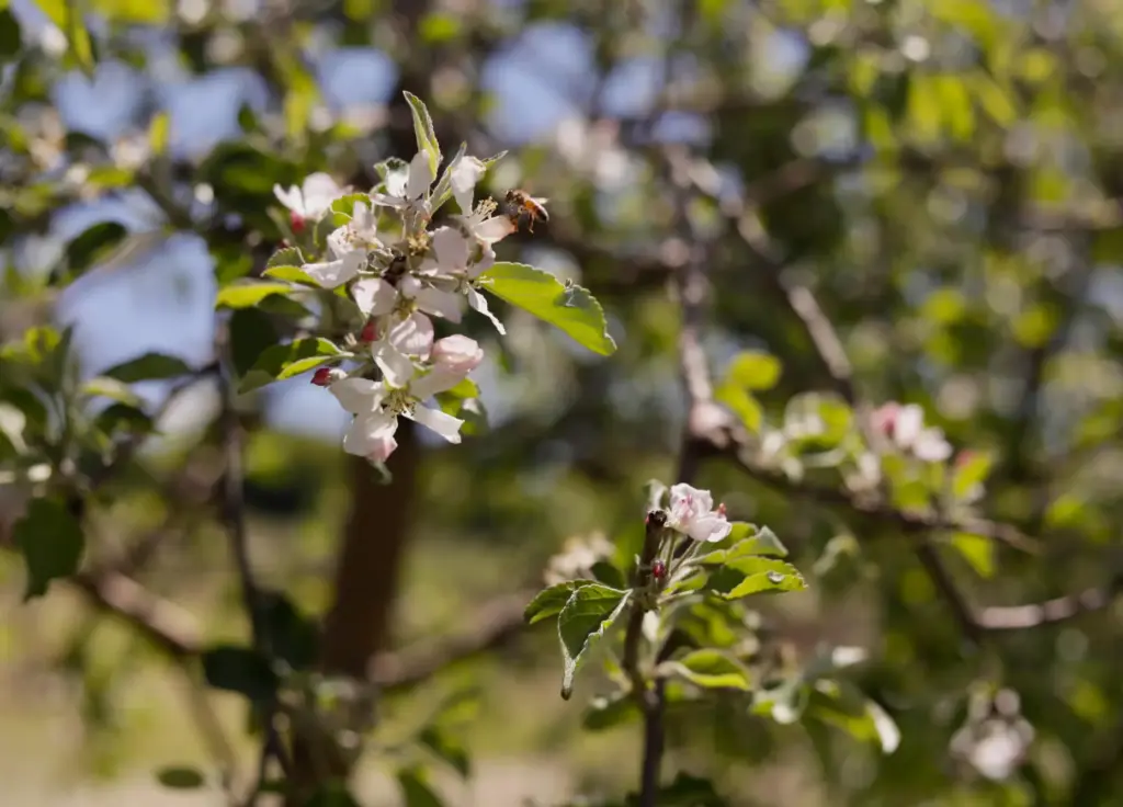 A honey bee lands on an apple tree bloom at Burtt's Apple Orchard.