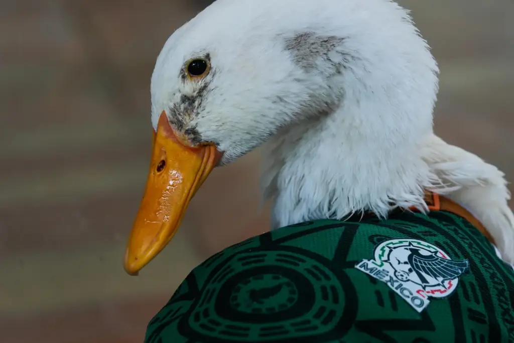 A duck named Merlin wears a Mexico national soccer team...
