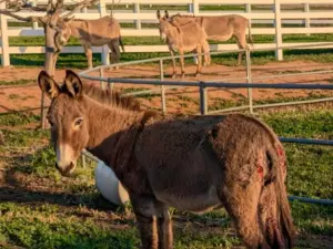 Reche Canyon donkey attacks have stopped, investigator says