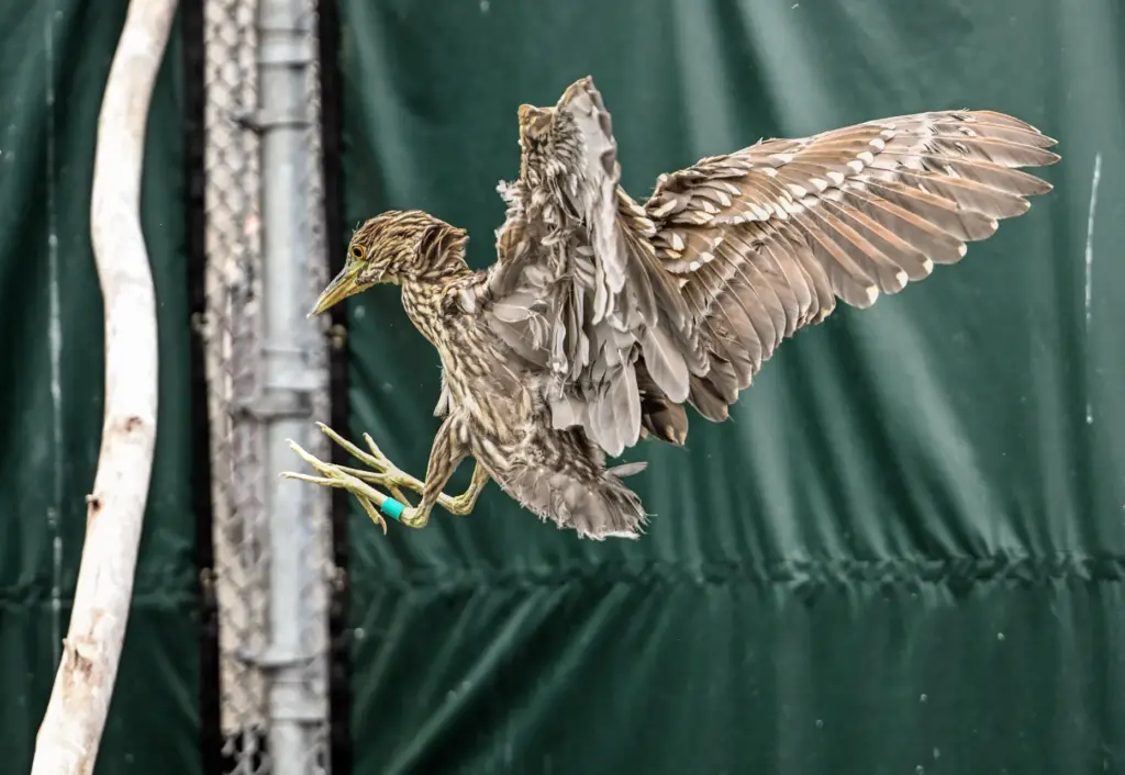 A black-crowned night heron at the Wetlands and Wildlife Care...