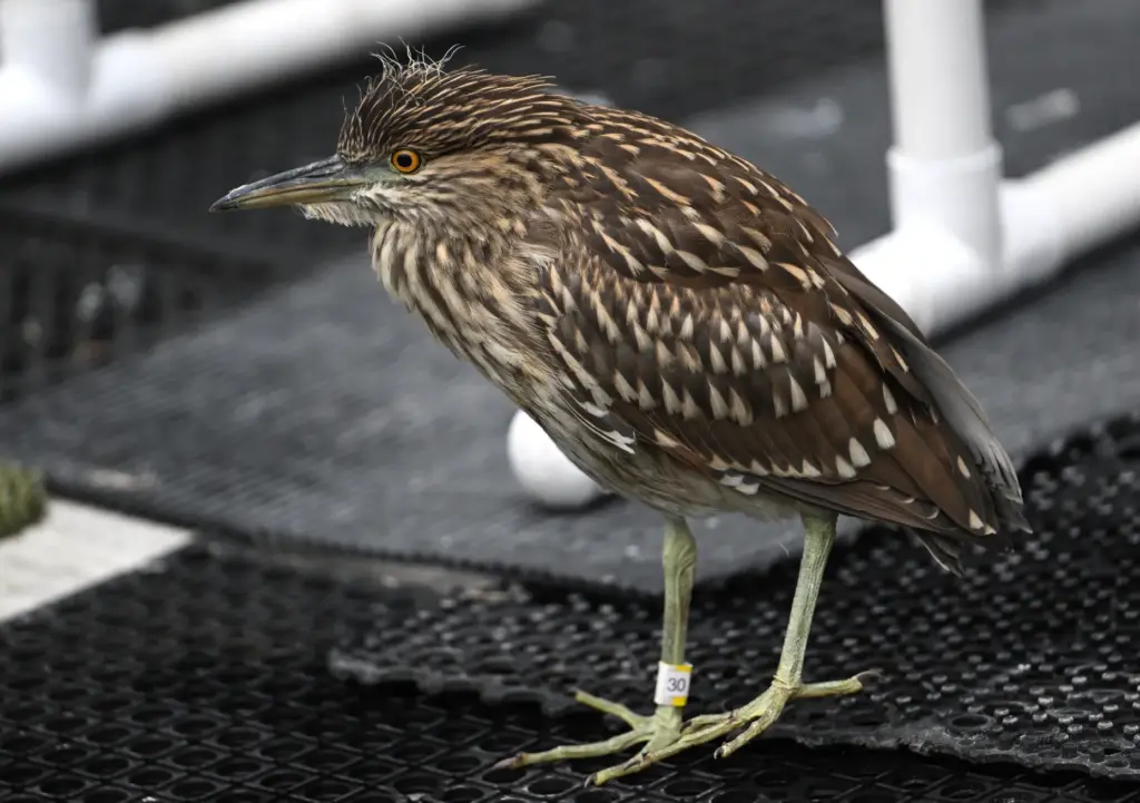 A black-crowned night heron at the Wetlands and Wildlife Care...