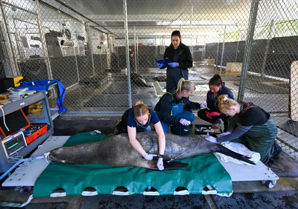 Staff at the Pacific Marine Mammal Center examine Panama, a...