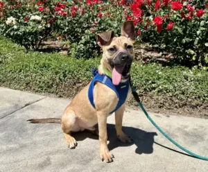 Give back by fostering mixed-breed dog Ranger or another animal in need