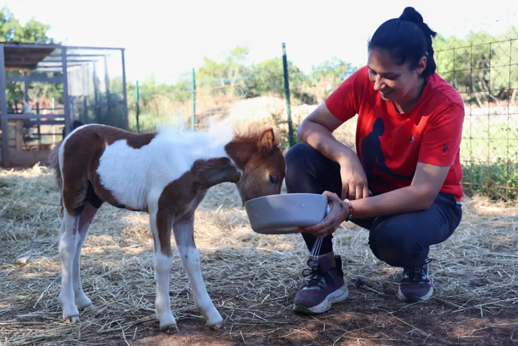 Owner Andjelka Josipovic feeds a pony named Mile at a...