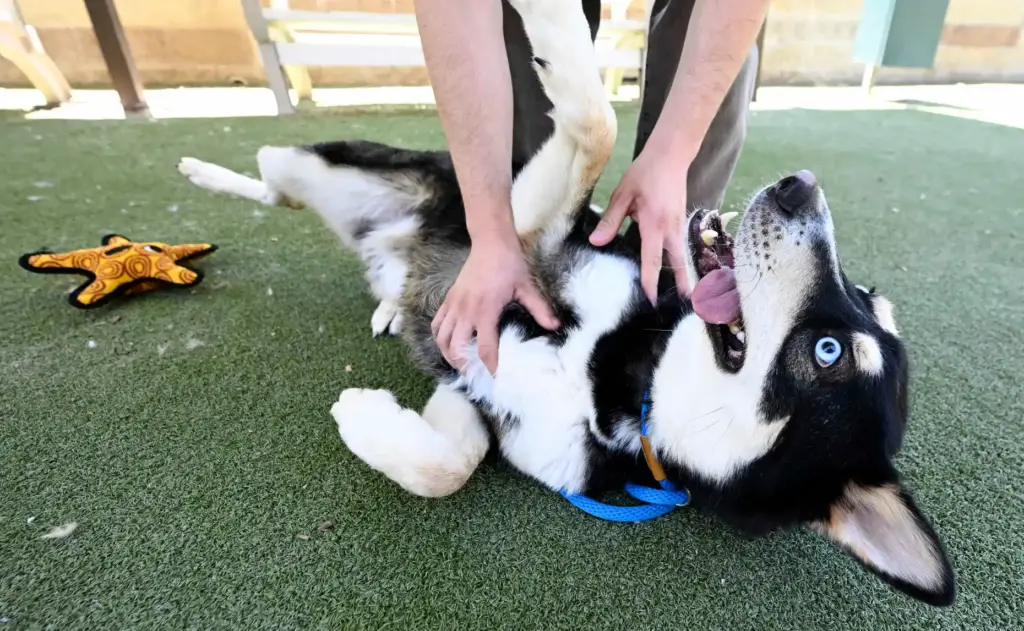 Lucas, a playful 5-year old male Siberian Husky mix, who...