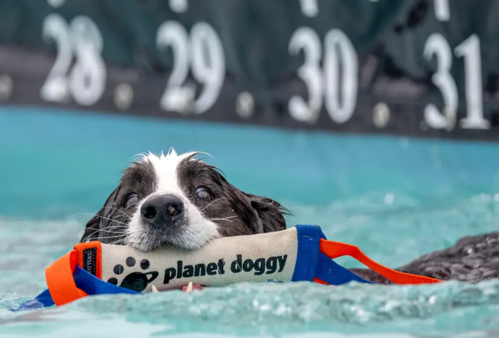 Riptide, a 5-year-old border collie, retrieves his target in the...