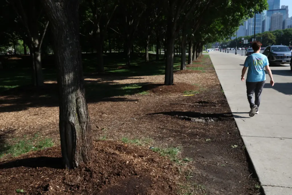A slightly charred tree in Grant Park on June 10,...