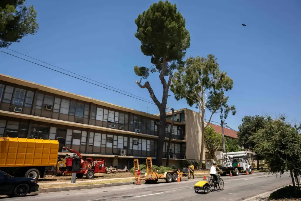A tree trimming contractor stops cutting down an Aleppo pine...