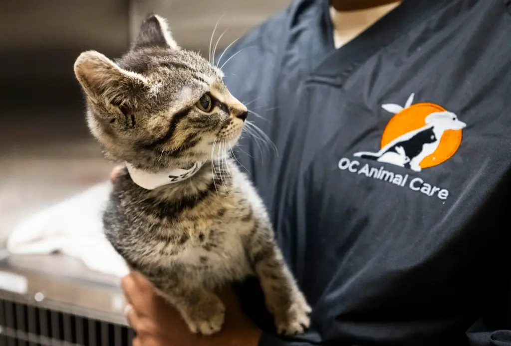 Zazie gets some attention at OC Animal Care in Tustin...