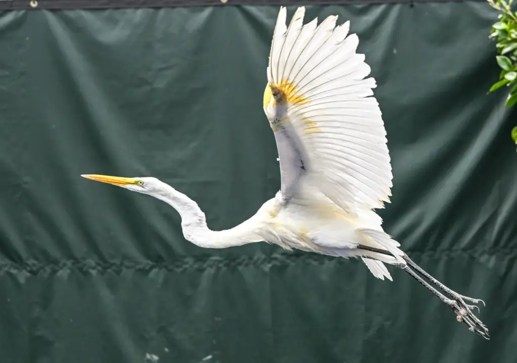 A great egret at the Wetlands and Wildlife Care Center...