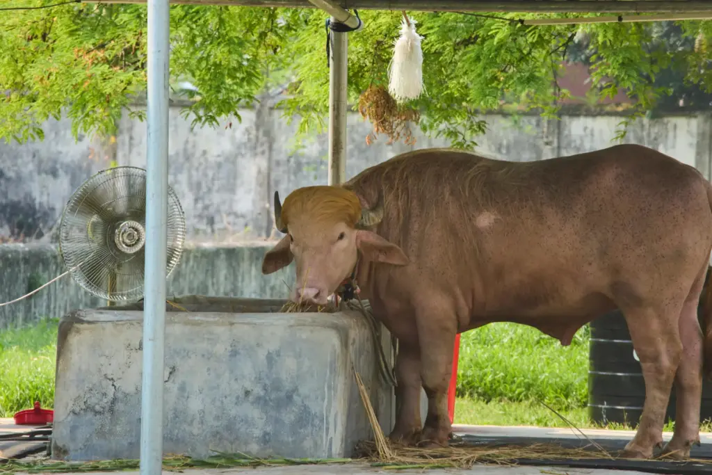 A rare albino buffalo named after Donald Trump stands in its enclosure.