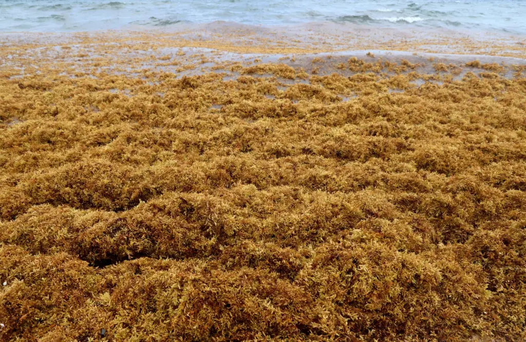 Waves of sargassum seaweed wash ashore on Hollywood Beach on...