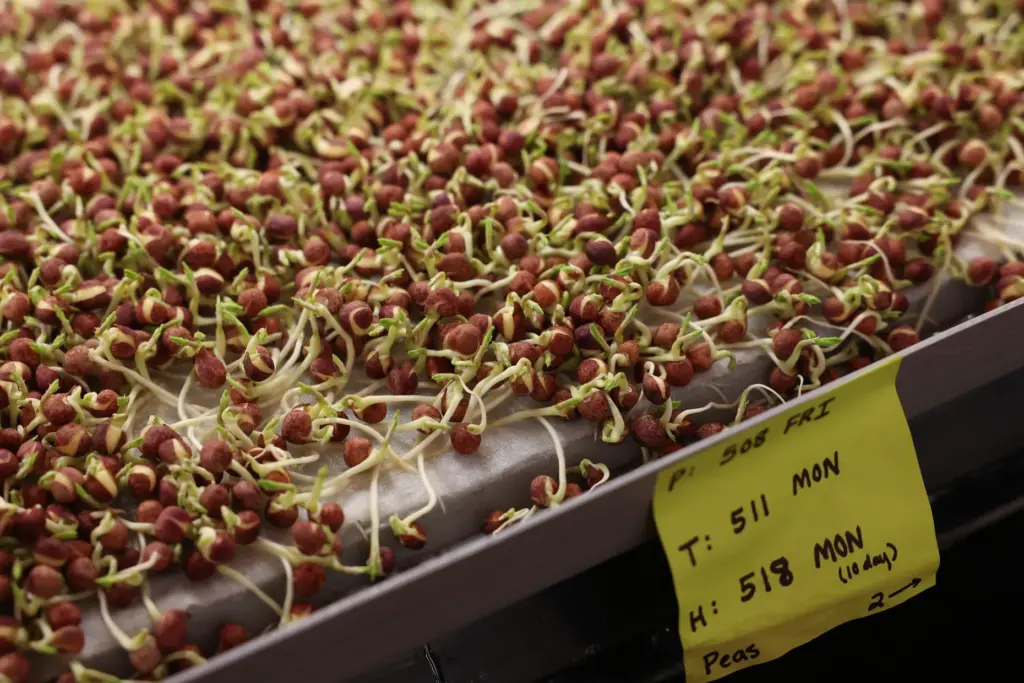 Field peas begin to sprout in a vertical farm at...