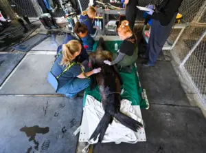 Fewer sea lion, seal rescues this season, but experts worried it’s the calm before the storm