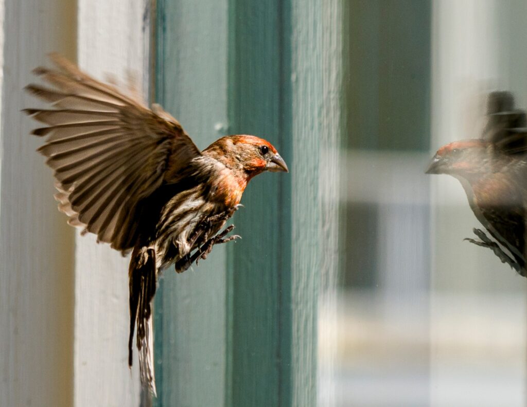 A bird flutters near a window inside Driftwood Kitchen in...