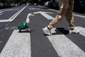 Meet Merlin the duck, a Mexico City streetside regular turned World Cup mascot