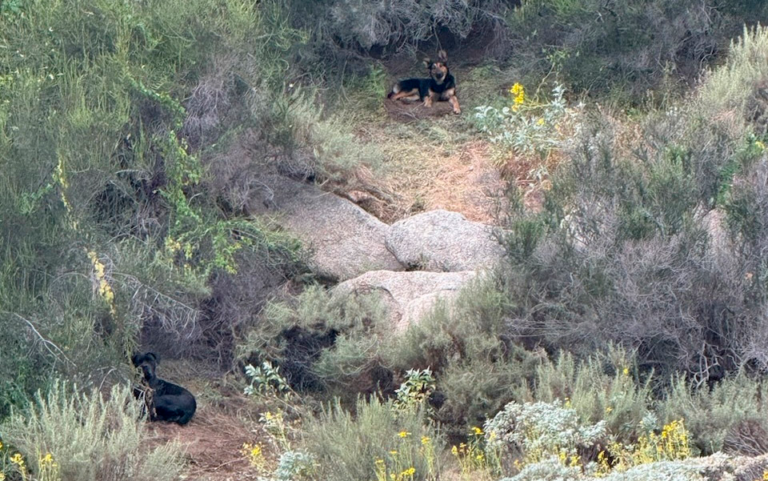 A large black Cane Corso and a black and tan...