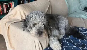 LAPD releases video of officer fatally shooting dog in Canoga Park after Knicks win