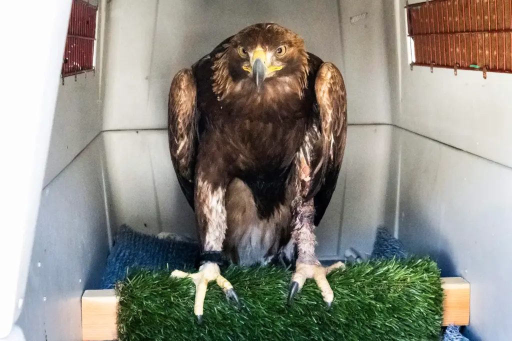 A Golden eagle is prepared to be taken to a...