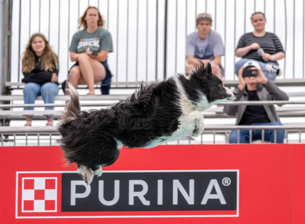 Riptide, a 5-year-old border collie, leaps into the pool while...