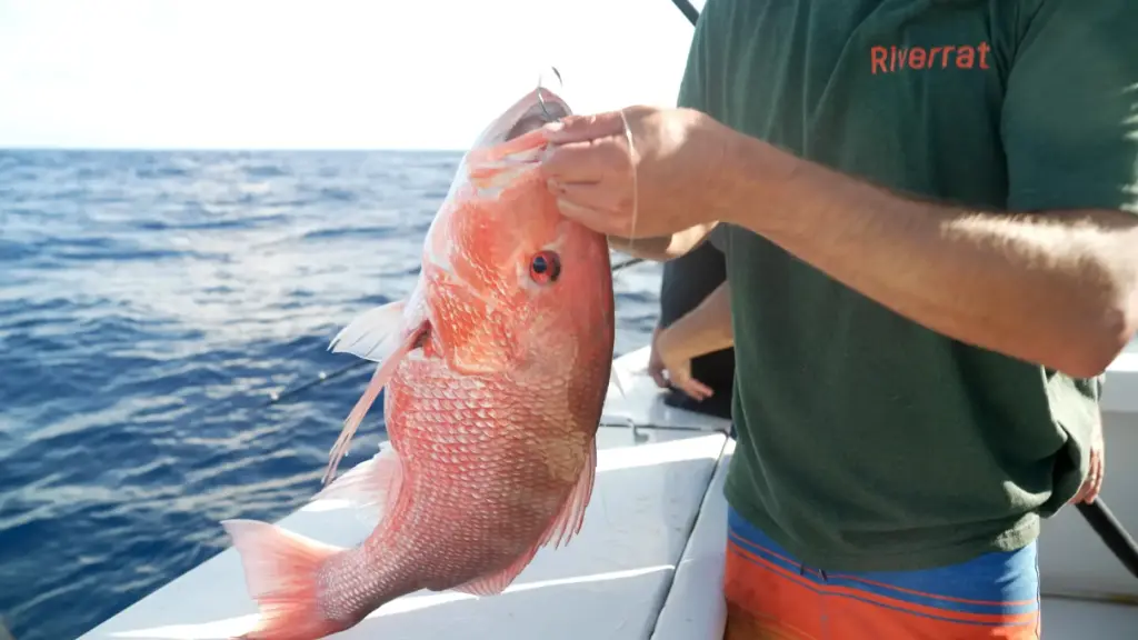 The hook is taken out of a red snapper caught...