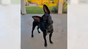Chihuahua Sunny is big fun in a small package