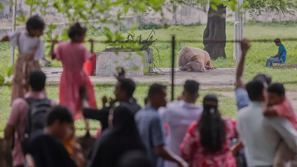 Visitors look at a rare albino buffalo named after Donald Trump.
