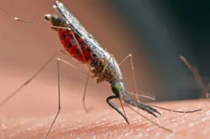 California’s first human case of West Nile Virus this summer reported in Long Beach