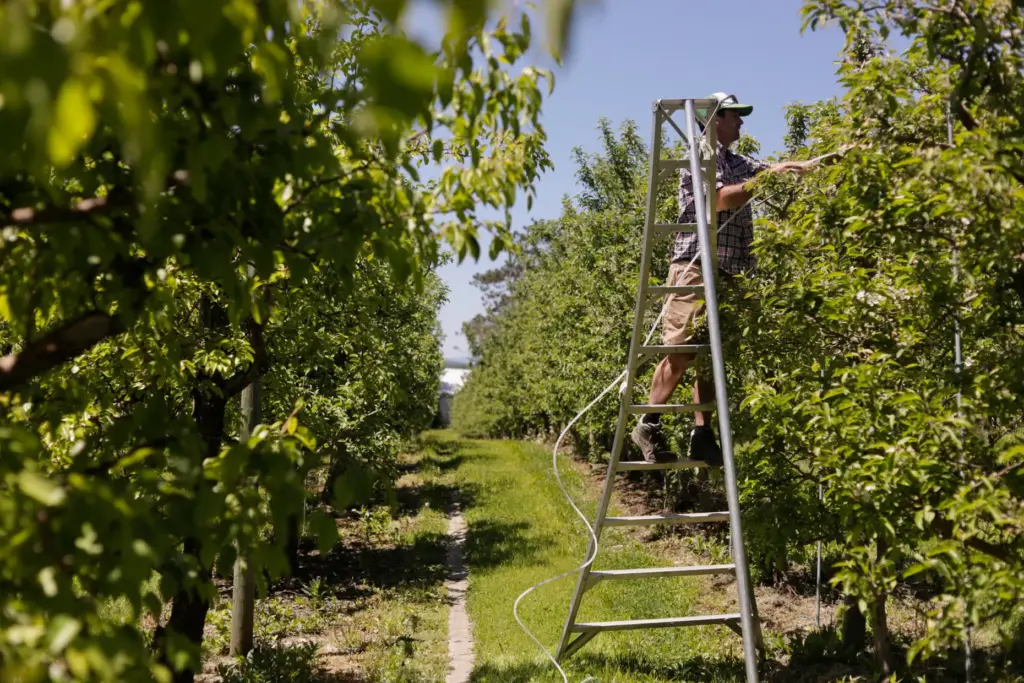 Greg Burtt, owner of Burtt's Apple Orchard, ties tubing around an apple tree.