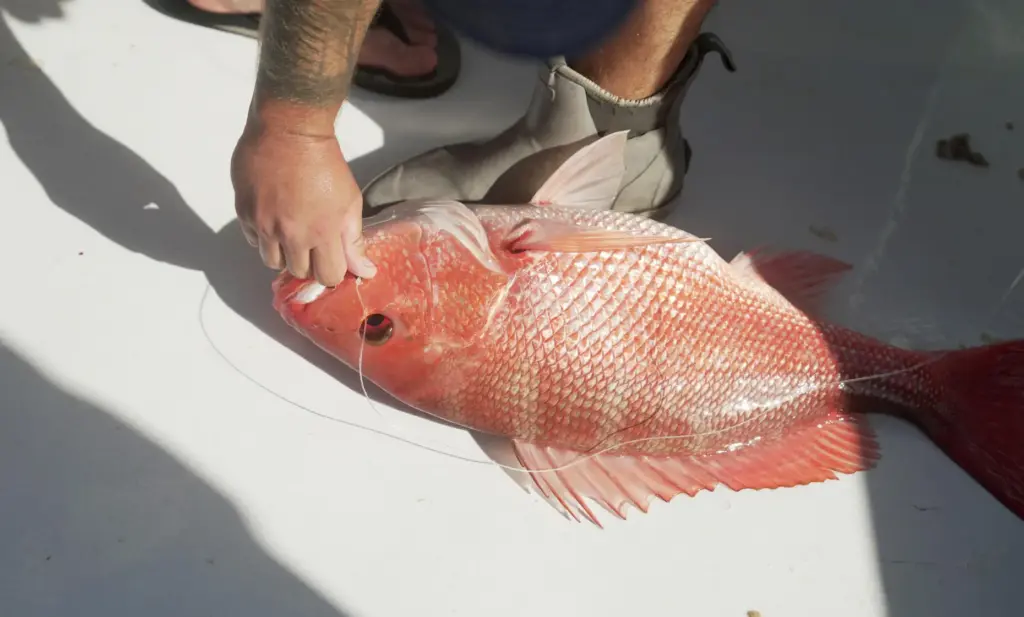 A red snapper caught on the charter boat Jodie Lynn...