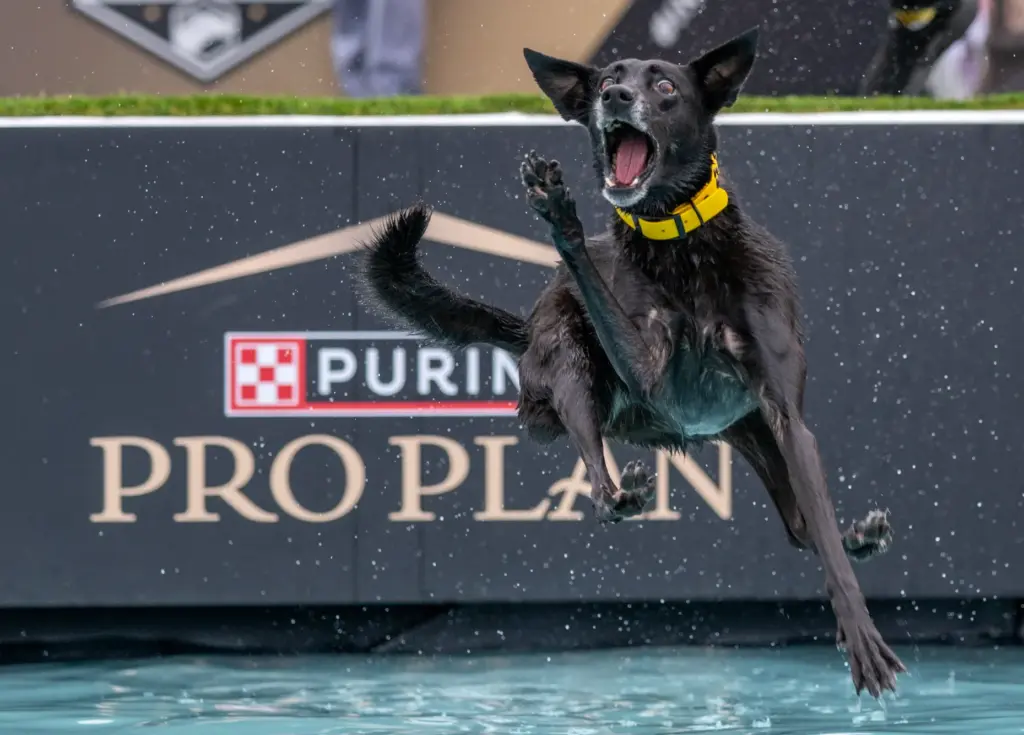 Stalker, a 9-year-old mix breed, leaps into the pool while...