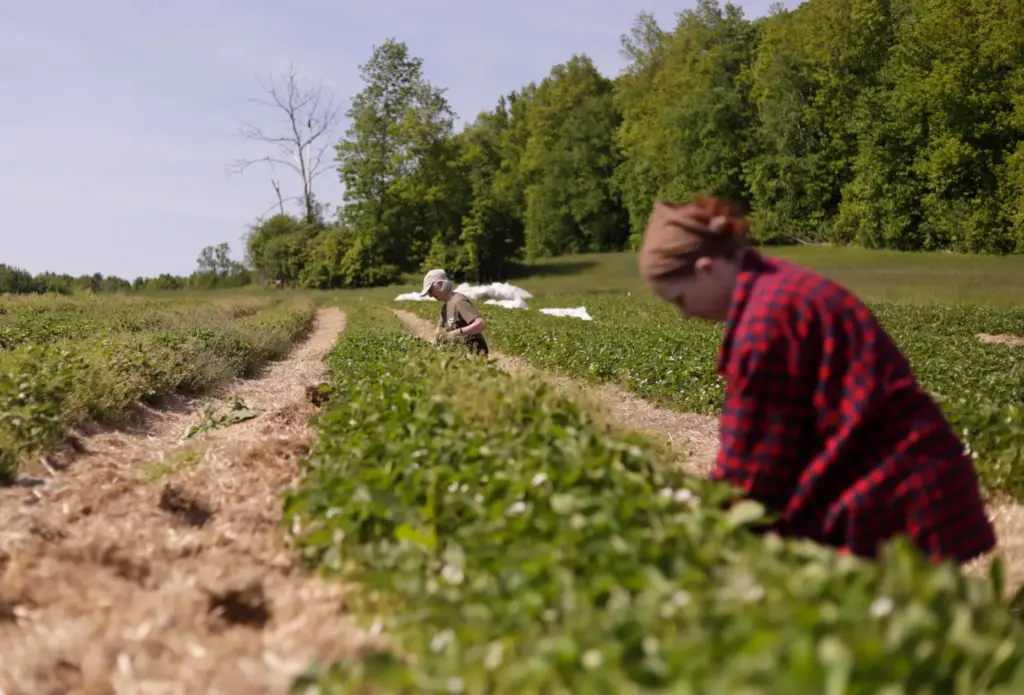 Eugenie Doyle pulls weeds with farm hand Ava Schwarz in a strawberry field.