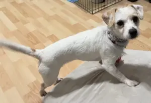 Love Jack Russells? Meet Sky, she might just be the dog for you