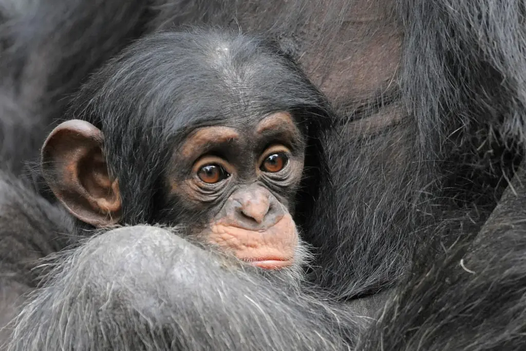 A chimpanzee snuggles against his mother.